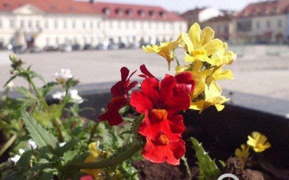 Kwieciście w Oświęcimiu – FOTO