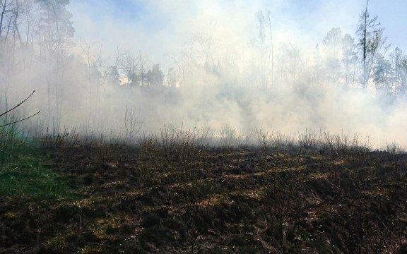 Dwaj dziesięciolatkowie podpalili las – FOTO
