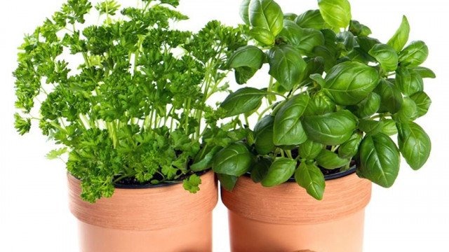 Uprawa ziół, na co zwrócić uwagę?