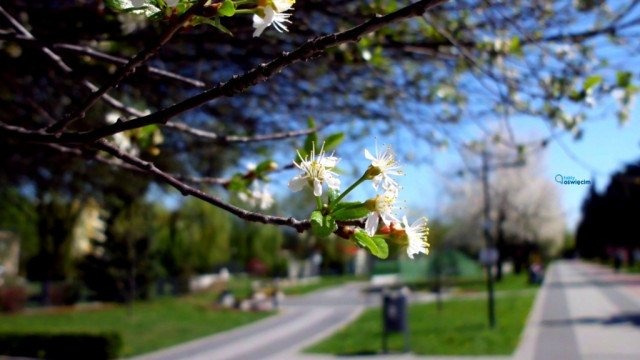 Wiosna na całego – FOTO