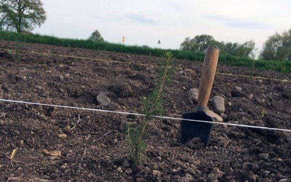 Walczy ze smogiem sadząc drzewa – FOTO