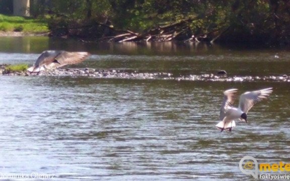 Deszczowe dni, od środy słonecznie