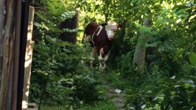 Muuu…sieli gonić krasulę