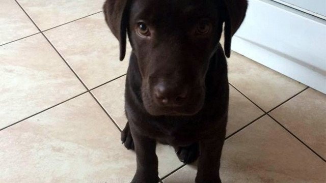 11. Dzień Psa – FOTO