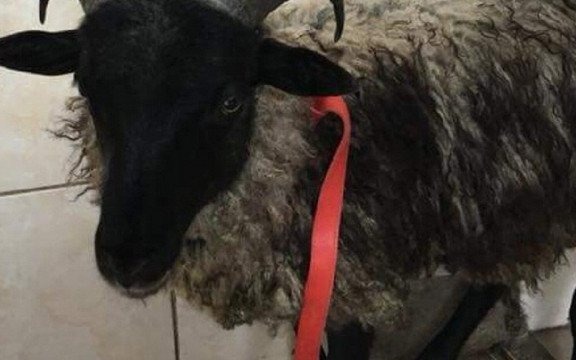 Niespodziewany gość hotelu