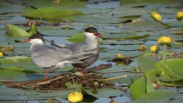 W sierpniu 7. Targi Turystyczne Doliny Karpia – FILM