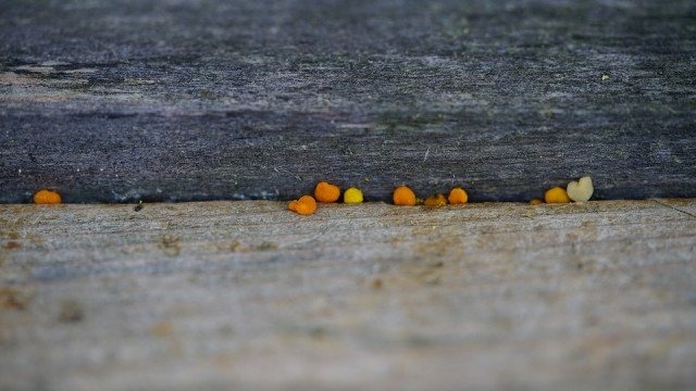 Propolis pszczeli – właściwości naturalnej substancji dezynfekującej