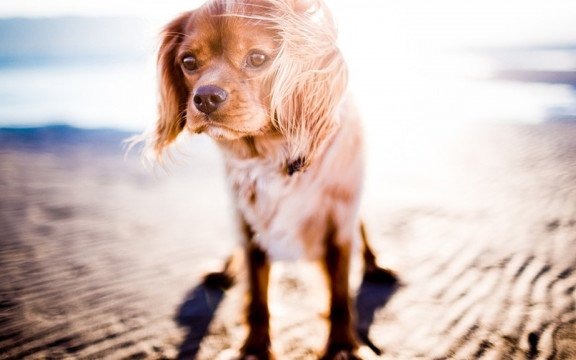 Jak pomóc psu przetrwać upał?