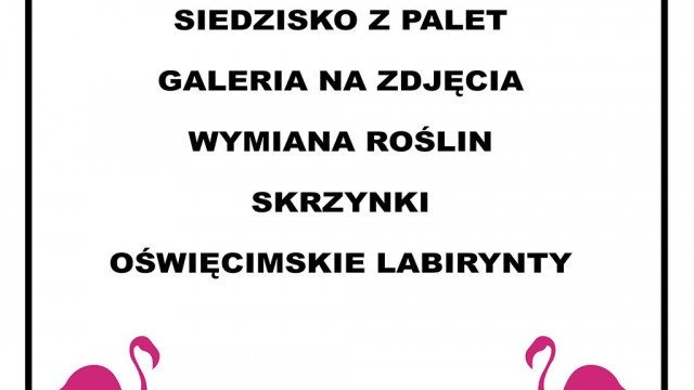 Flamingi wracają po wakacyjnej przerwie