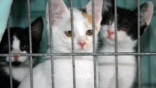 Pomóżcie zwierzętom przetrwać zimę