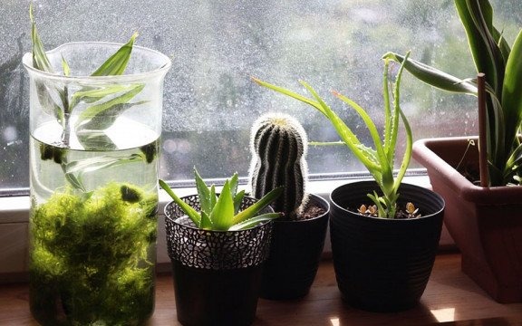 Wymień kwiaty w pracowni