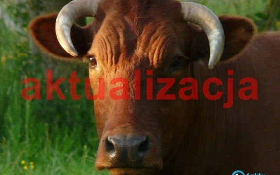 Rogaty uciekinier „aresztowany” w Rajsku – AKTUALIZACJA