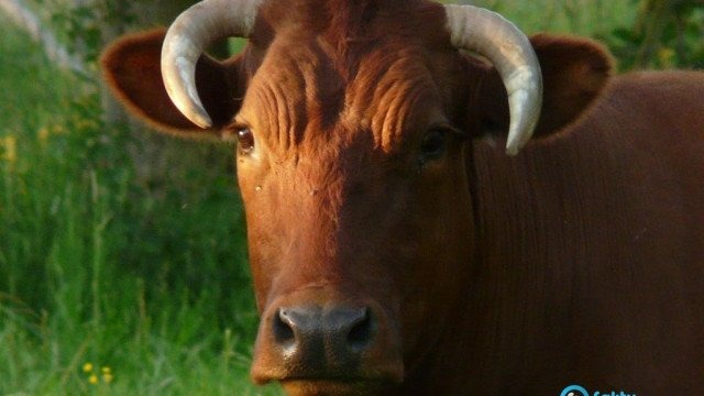 Kto widział byczka Fernando?