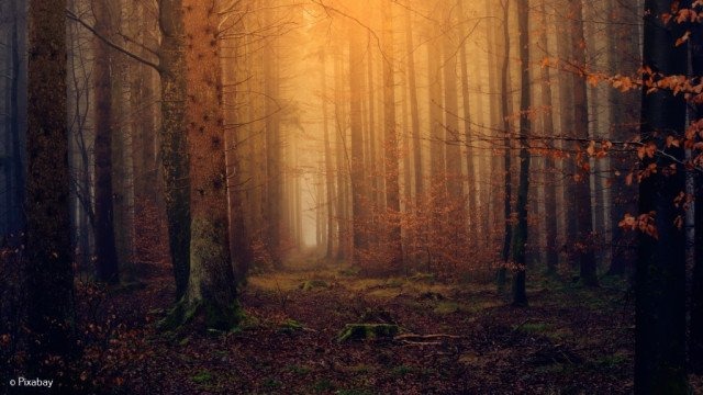 Zaginiona 60-latka odnaleziona w lesie