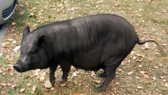 Pogoń za świnką wietnamską