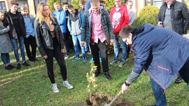 Dąb Niepodległości w Zaborzu – FOTO