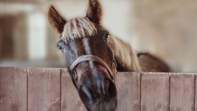 Uciekły od rzeźni – pomożesz im?