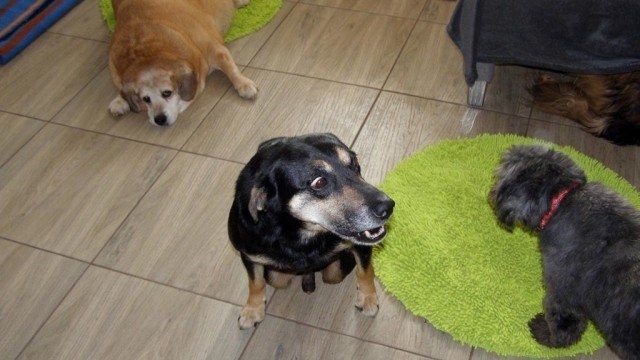 Głuchy i niewidzący psi senior dzięki pomocy trafił do domu