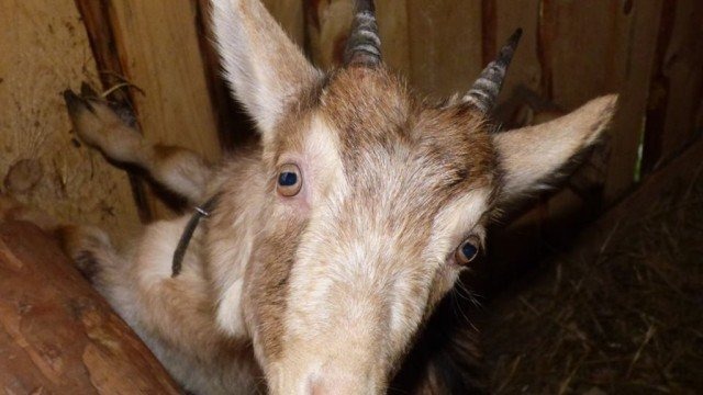 Żywa szopka ponownie zaprasza – FOTO