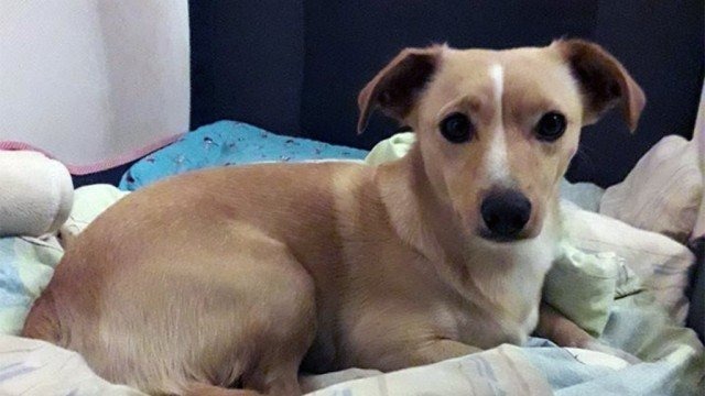 Przestraszyły się fajerwerków i uciekły – FOTO