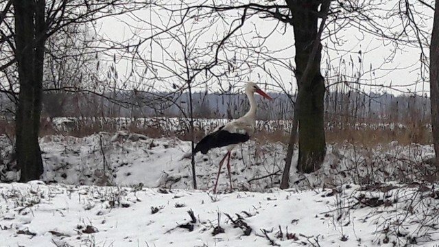 Bociek wybrał Boże Narodzenie w Polsce – FOTO