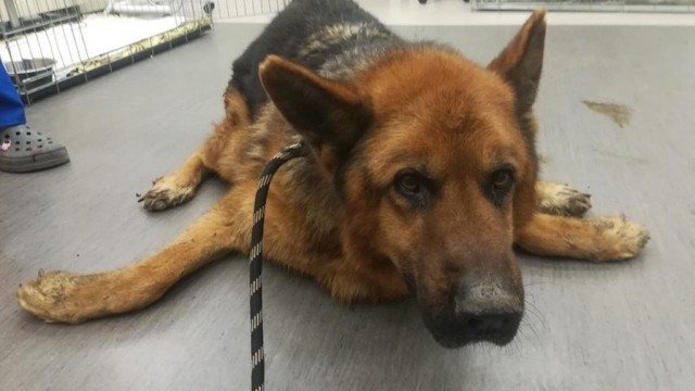 Cała Polska ratuje maltretowanego Nestora, psa organisty