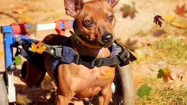 Maxiulek – pies, który ma ogromną chęć biegania – FILMY