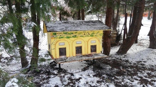 Wolno żyjące koty pod opieką dzielnicy Nowe Miasto – FOTO