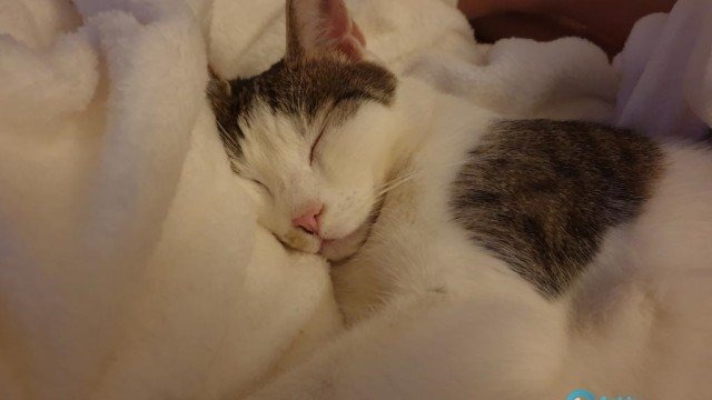 Jutro Dzień Kota. Wysyłajcie zdjęcia i filmy