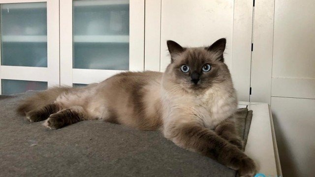 Wasze koty opanowały Fakty Oświęcim – FOTO, FILM