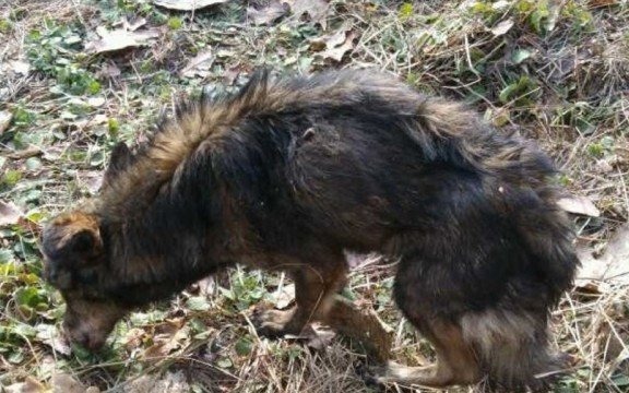 Znaleźli wychudzonego psa. Szukają mu nowego domu – FOTO