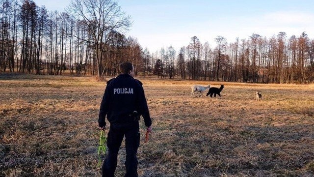 Policjanci łapali… alpaki. Dały się przekupić marchwią – FOTO