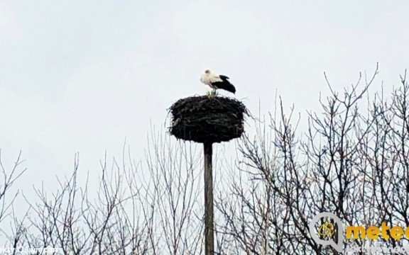 Bocian już do nas przyleciał – FILM, FOTO