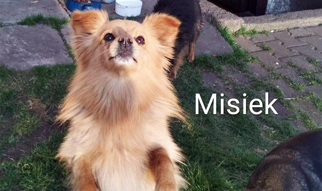 Kto przygarnie osierocone psiaki? – FOTO