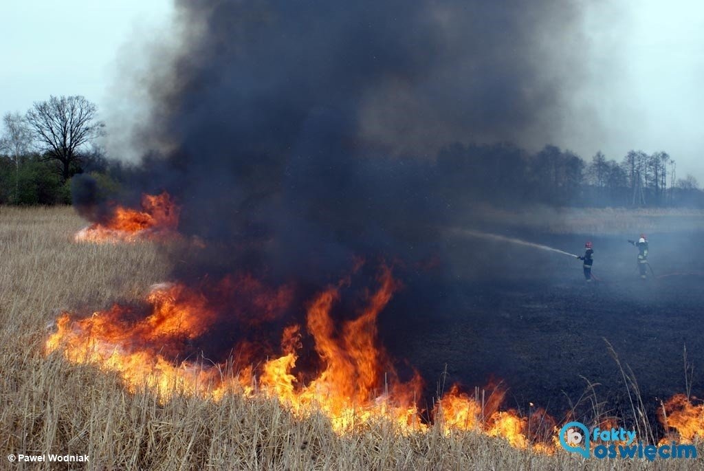 Ponad połowa pożarów, to trawy