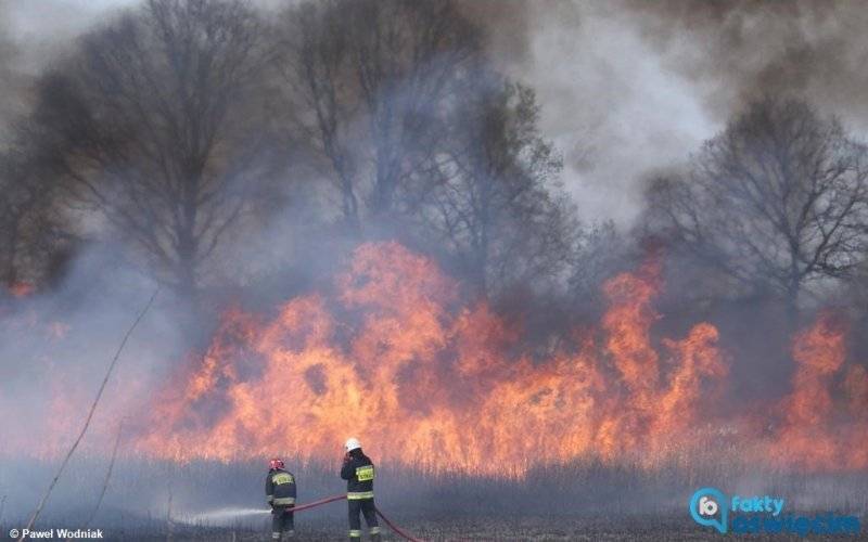 Potężny pożar lasu w Kętach