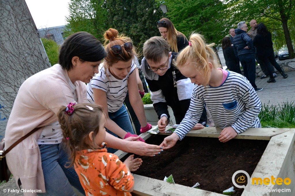 Poziomki, lubczyk, bób już rosną w Starym Mieście – FOTO
