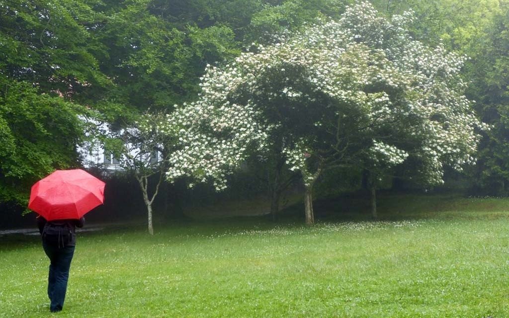 Ulewny deszcz. Żółte alerty na południu Polski