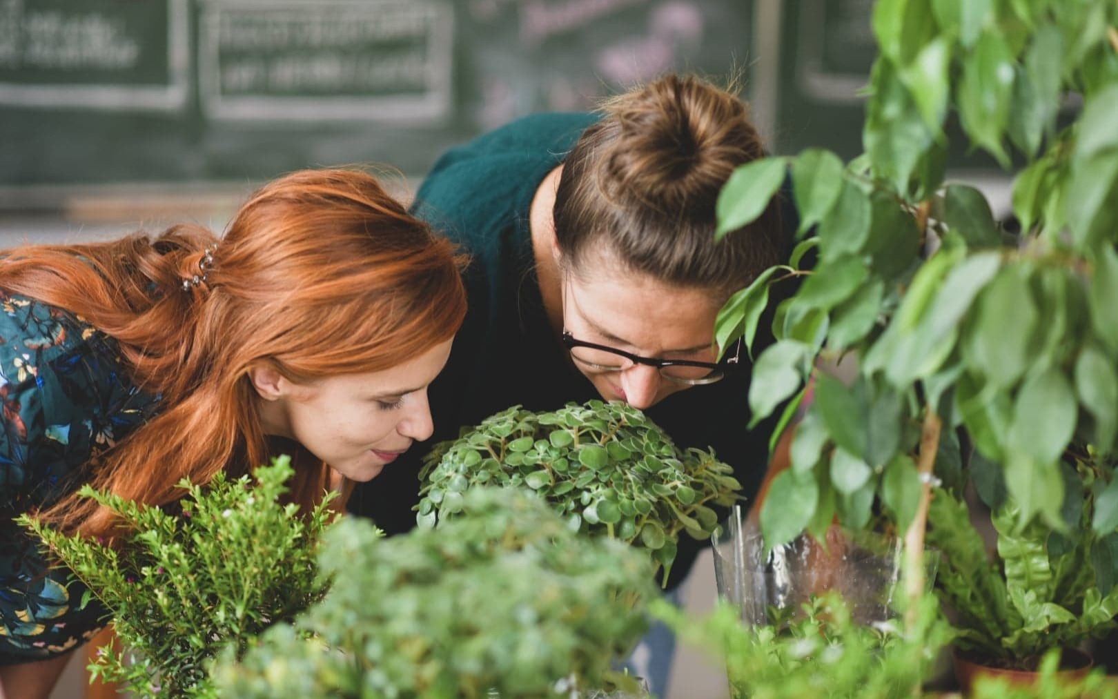 Targ Wymiany Roślin – edycja druga