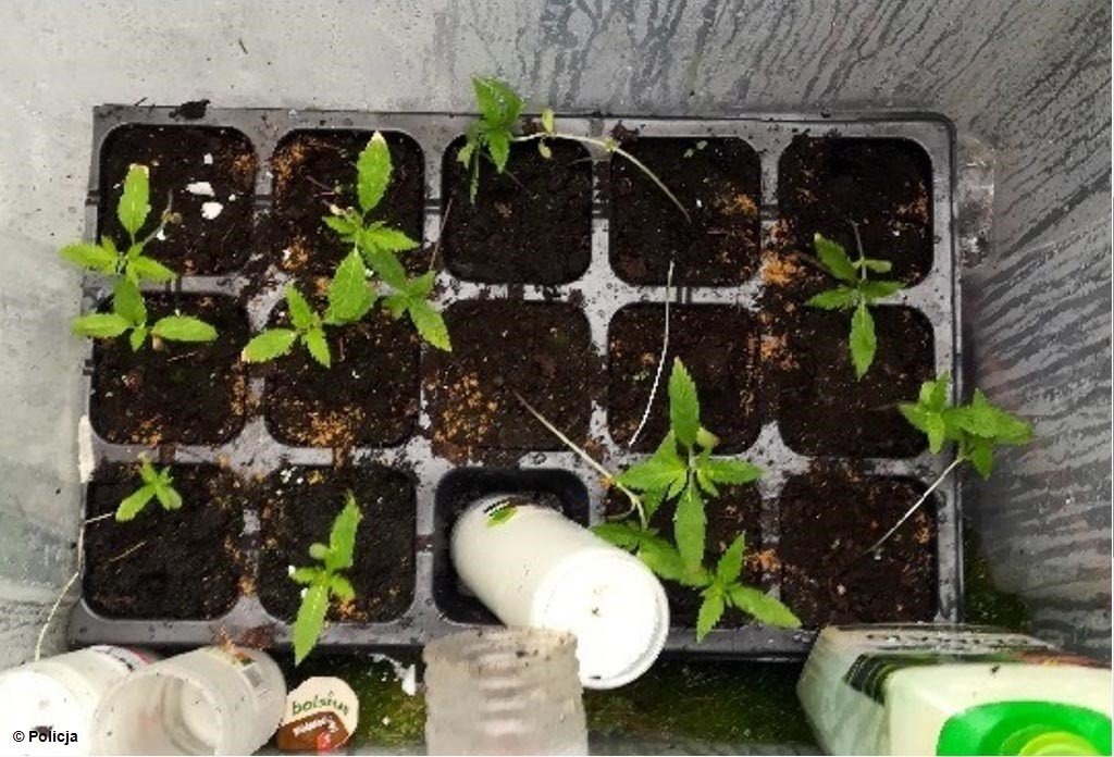 Konopie indyjskie rosły w… lesie wśród malin – FOTO