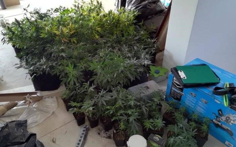 Prawie 120 krzaków konopi indyjskich na poddaszu – FOTO