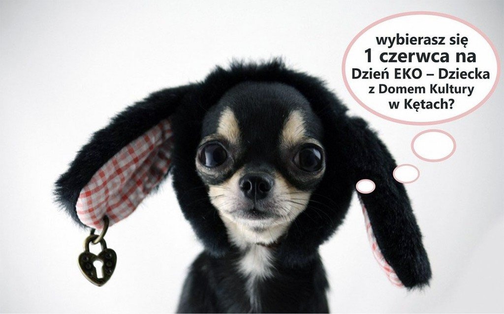 Podczas Dnia Eko-Dziecka z eFO możesz pomóc czworonogom