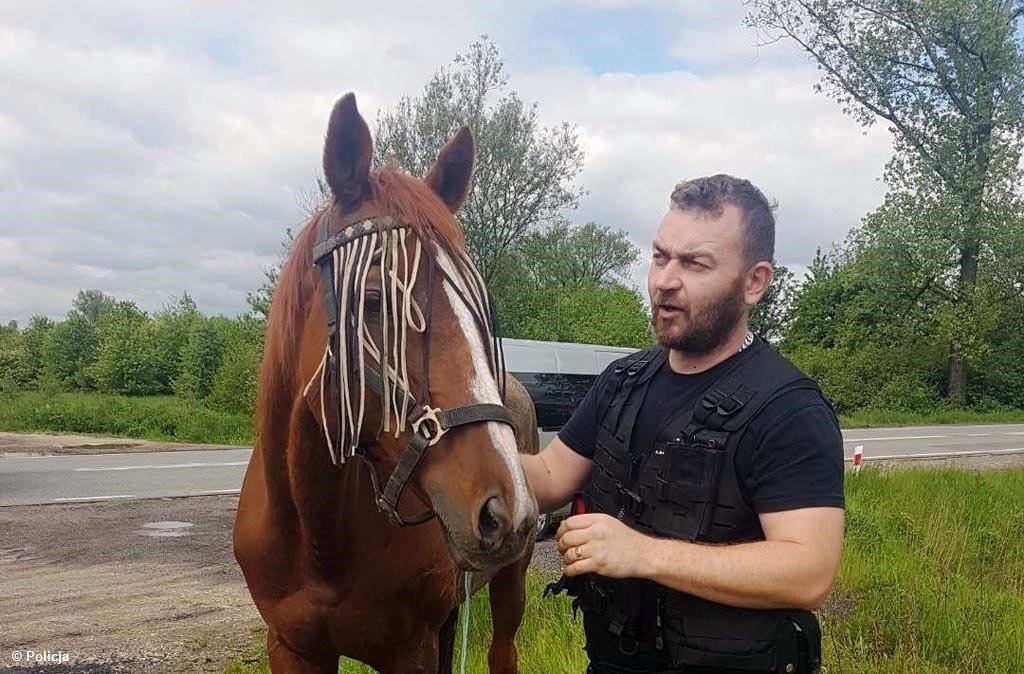 Klacz na drodze. Uciekła na czterech nogach, wróciła na czterech kółkach