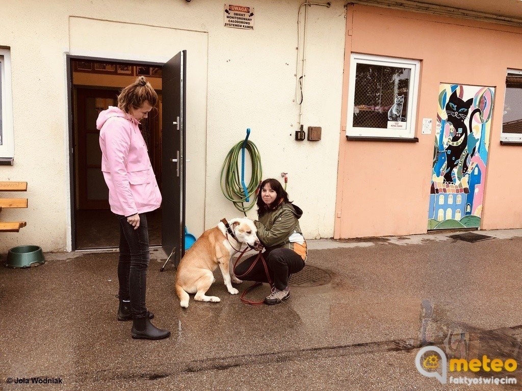 Schronisko dla zwierząt jest zagrożone – FILM