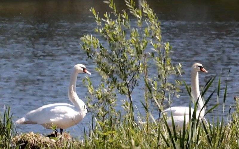Stawy Nazieleńce Brzeszcze – FILM