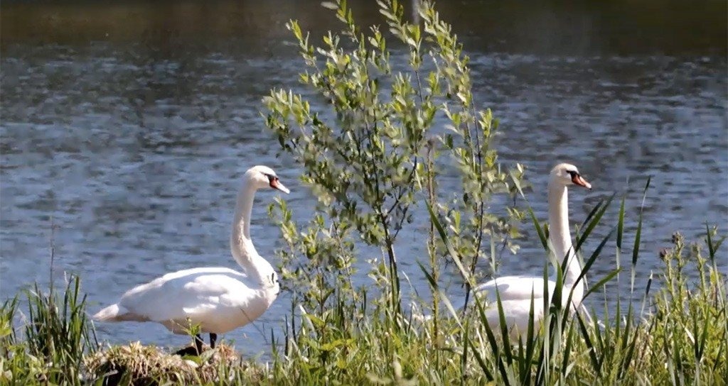 Stawy Nazieleńce Brzeszcze – FILM