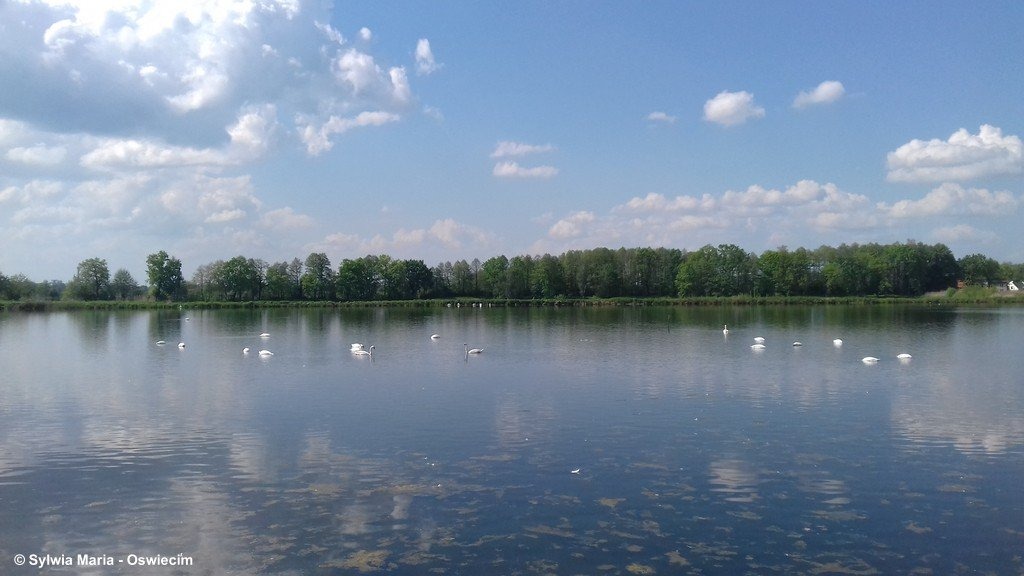 Stawy Nazieleńce Brzeszcze – FOTO
