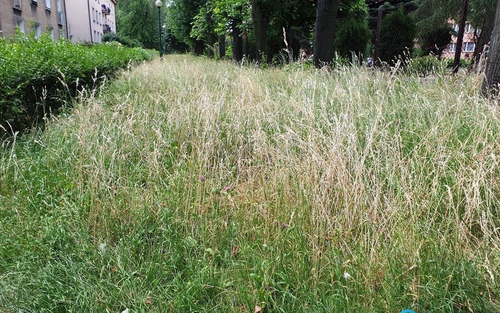Co z tymi trawami, czyli szewc bez butów chodzi