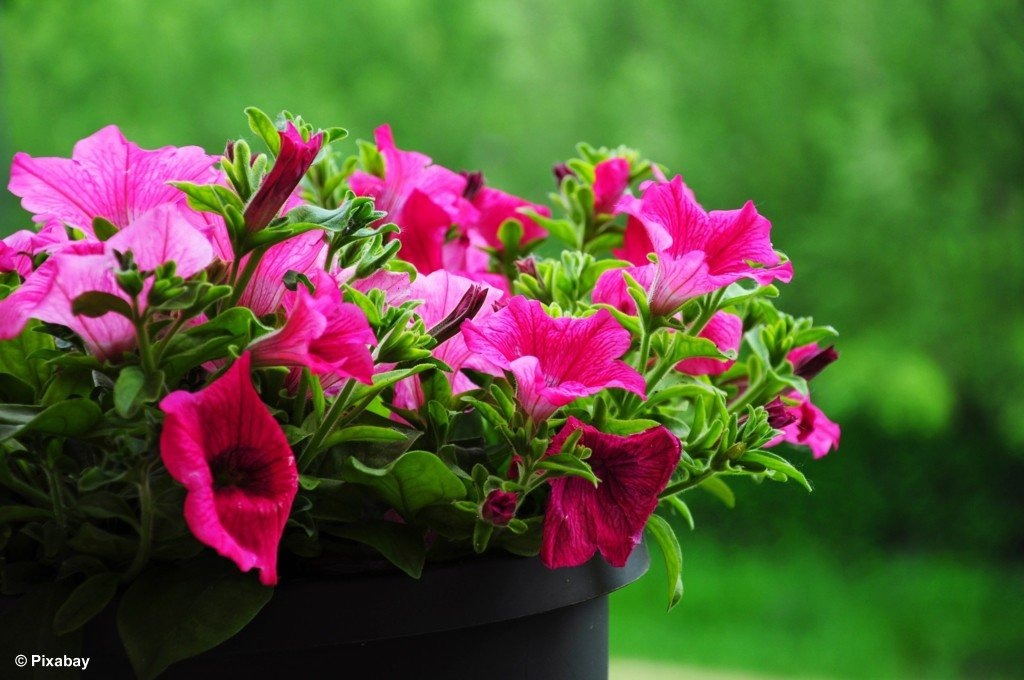 Podarujecie kwiaty pani Irenie?