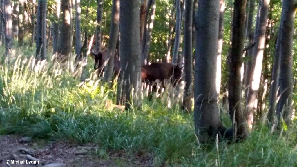 Wędrówka dla Dwóch Serc i spotkanie z żubrami – FOTO
